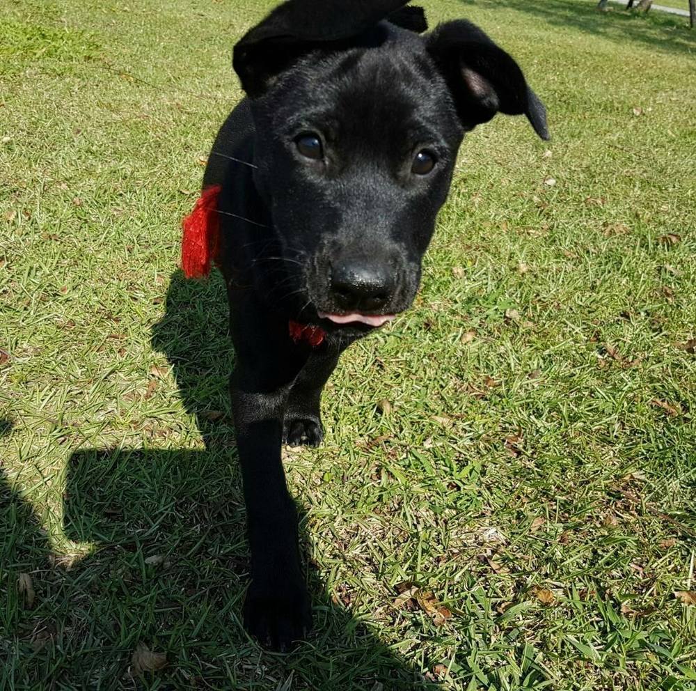 Meet your Posher, Sissie